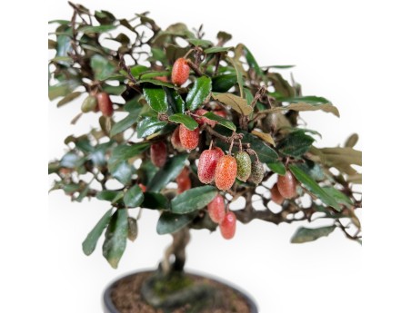 Bonsaï Elaeagnus pungens (olivier) 32 cm - Feuillage persistant ornemental