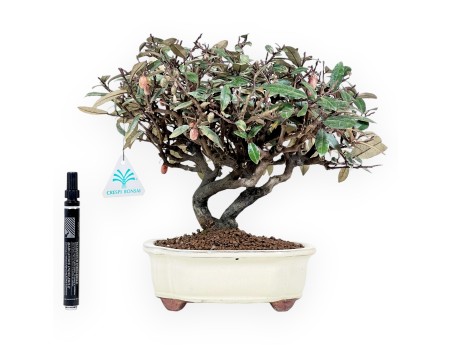 Elaeagnus pungens - Olijfboom - 28 cm