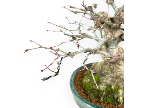 Bonsaï de Érable de 26 cm | Pot Koyo ovale vert-bleu