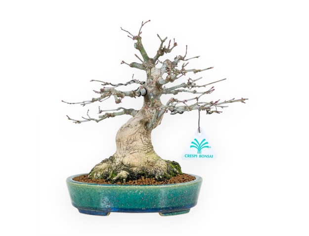 Bonsai di acero da 26 cm | Vaso Koyo ovale verde-blu