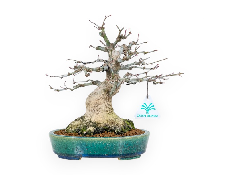 Maple bonsai 26 cm | Green-blue oval Koyo pot