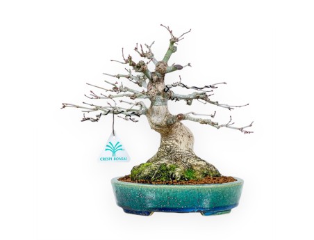 Bonsaï de Érable de 26 cm | Pot Koyo ovale vert-bleu