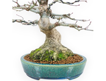Esdoorn bonsai van 26 cm | Ovaal groen-blauw Koyo pot
