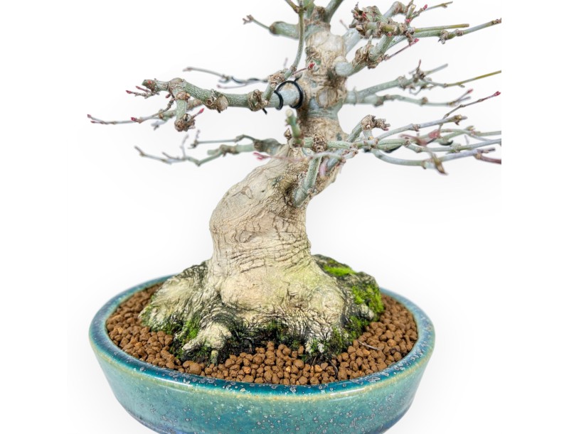 Bonsai di acero da 26 cm | Vaso Koyo ovale verde-blu