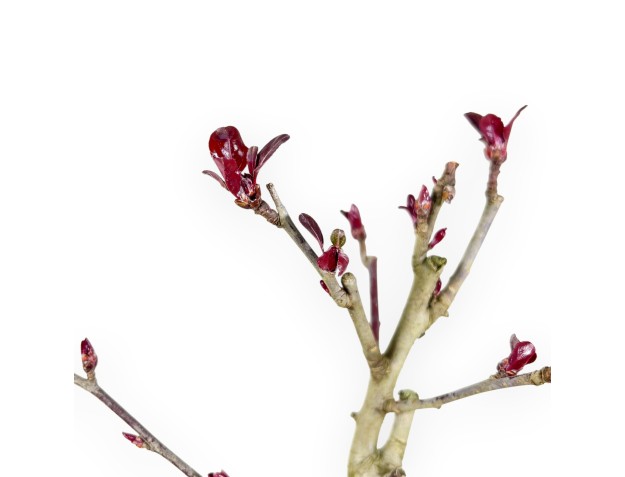 Apfelbaum Arbeitspflanze von 40 cm | Rund kunststoff Topf 2