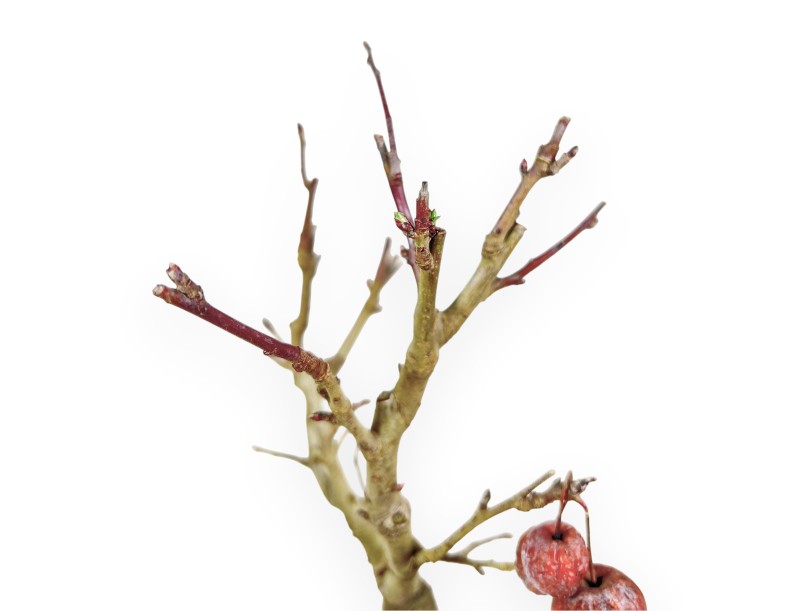 Apfelbaum Arbeitspflanze von 40 cm | Rund kunststoff Topf