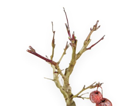 Crespi Bonsai|Malus diable rouge - Melo - 40 cm