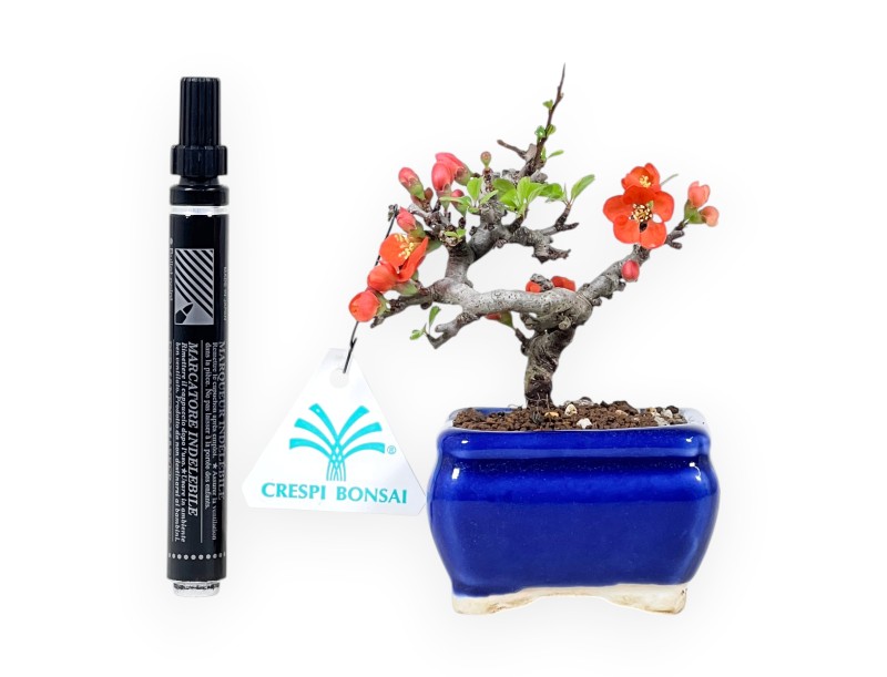Bonsai Chaenomeles Speciosa Shohin in Vaso rettagolare smaltato