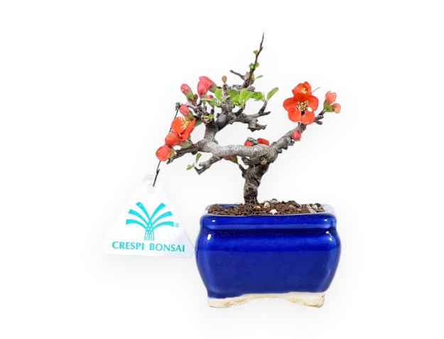 Bonsaï Chaenomeles Speciosa Shohin dans un pot rectangulaire émaillé