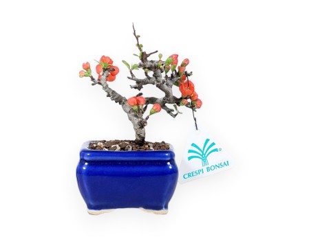 Bonsai Chaenomeles Speciosa Shohin in Vaso rettagolare smaltato