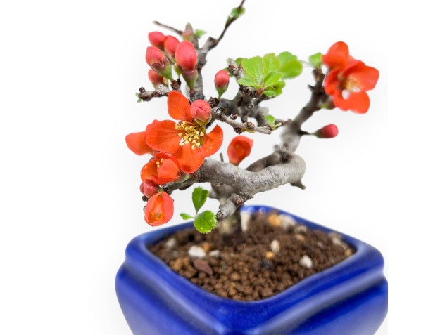 Bonsai Chaenomeles Speciosa Shohin in an enamelled rectangular pot 2