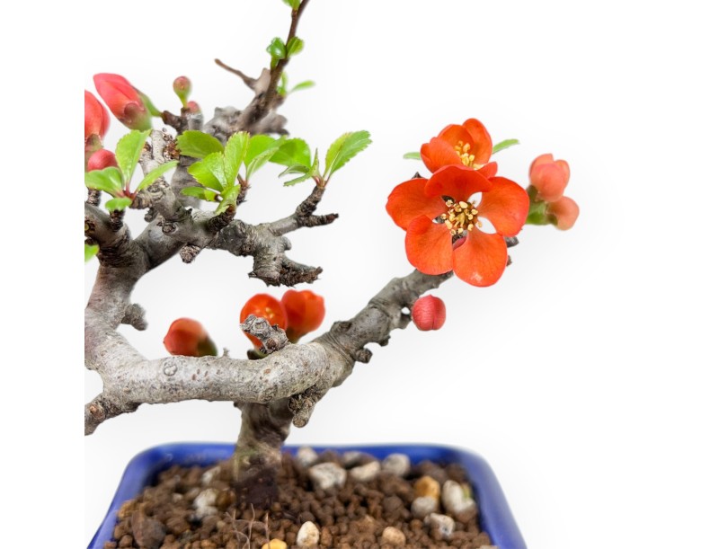 Bonsái Chaenomeles Speciosa Shohin en maceta rectangular esmaltada