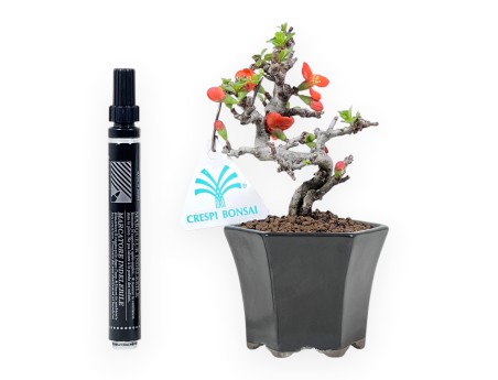 Bonsai Chaenomeles Speciosa Shohin in Vaso esagonale smaltato