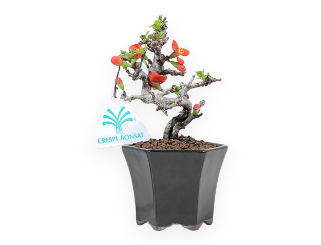 Bonsaï Chaenomeles Speciosa Shohin dans un pot hexagonal émaillé
