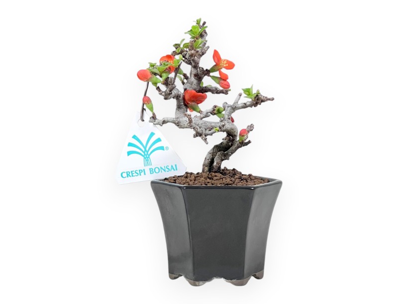 Bonsai Chaenomeles Speciosa Shohin in Vaso esagonale smaltato