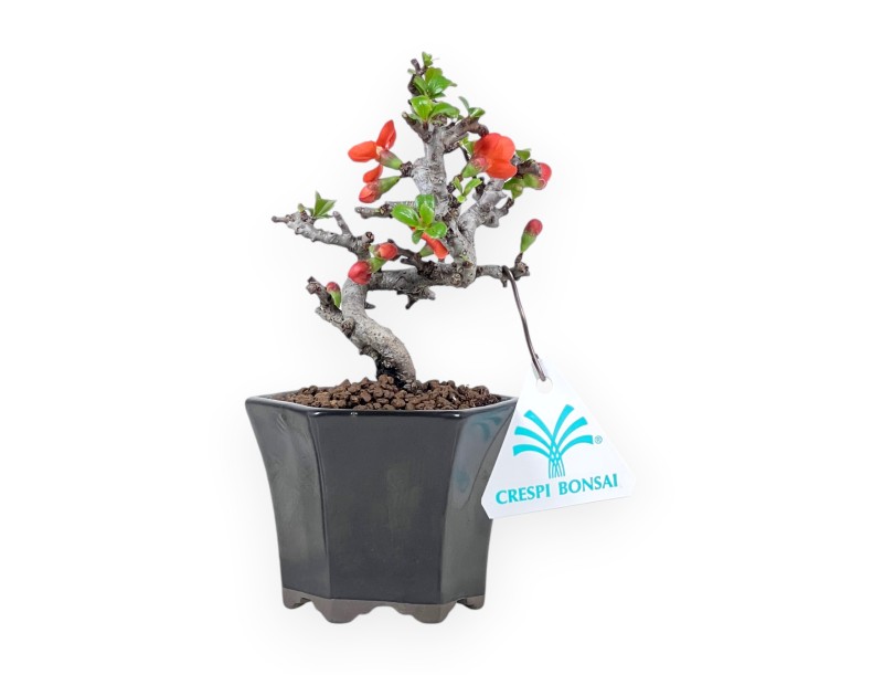 Bonsai Chaenomeles Speciosa Shohin in Vaso esagonale smaltato