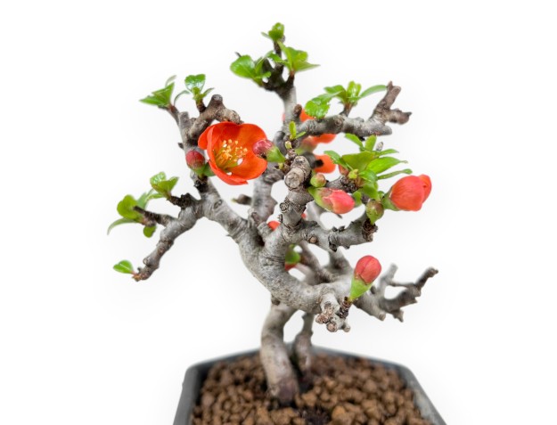 Bonsaï Chaenomeles Speciosa Shohin dans un pot hexagonal émaillé 2
