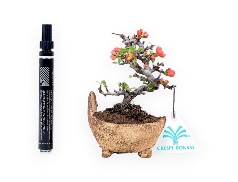 Chaenomeles Speciosa Shohin bonsaï en pot en pierre de nijima
