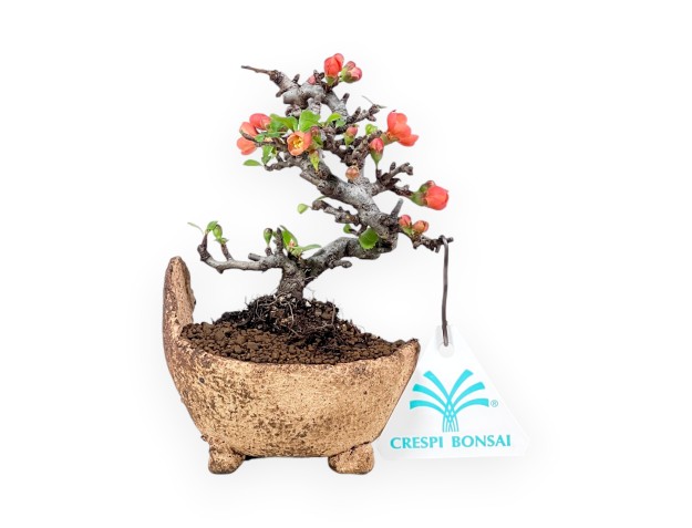 Chaenomeles Speciosa Shohin bonsai potted in nijima stone
