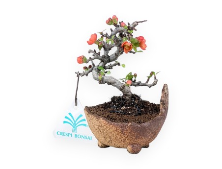 Chaenomeles Speciosa Shohin bonsai en maceta de piedra nijima