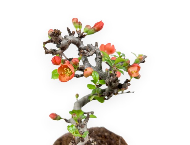 Chaenomeles Speciosa Shohin bonsaï en pot en pierre de nijima 2