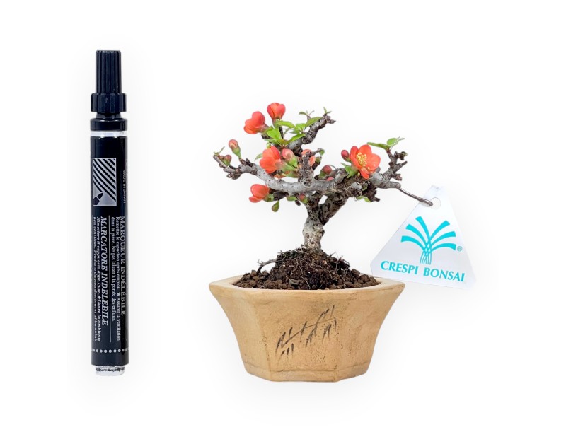 Bonsai Chaenomeles Speciosa Shohin in Vaso esagonale in Grès