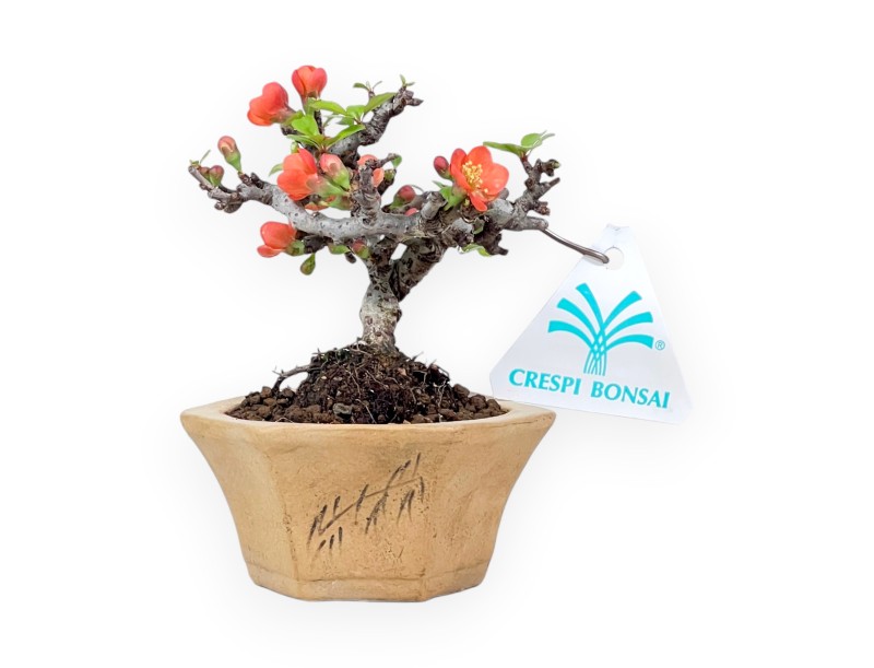 Bonsai Chaenomeles Speciosa Shohin in Vaso esagonale in Grès