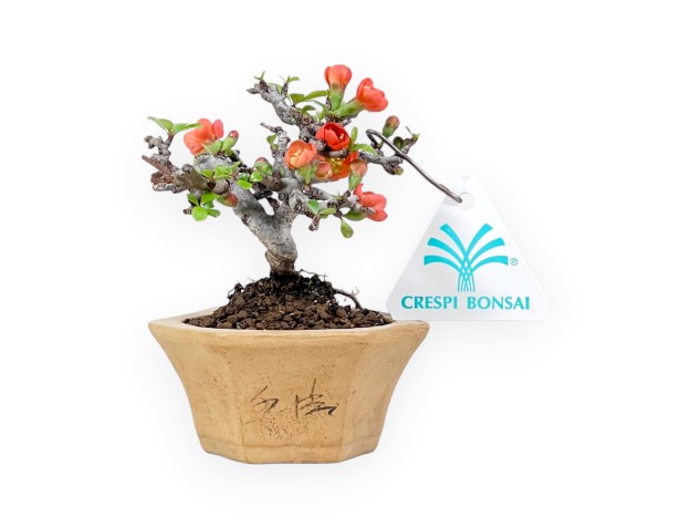 Bonsai Chaenomeles Speciosa Shohin in einem sechseckigen Steinguttopf
