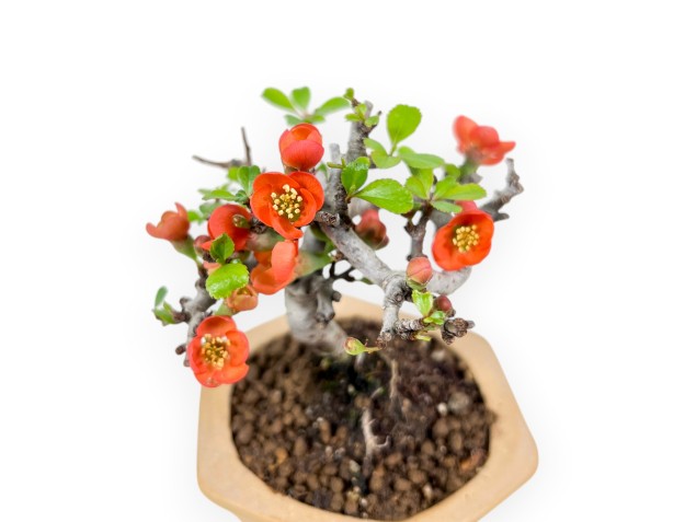 Bonsai Chaenomeles Speciosa Shohin in a hexagonal stoneware pot 2