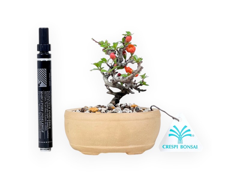 Bonsái Chaenomeles Speciosa Shohin en maceta oval de gres