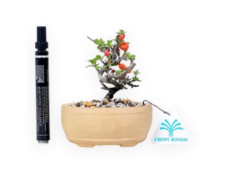 Bonsái Chaenomeles Speciosa Shohin en maceta oval de gres