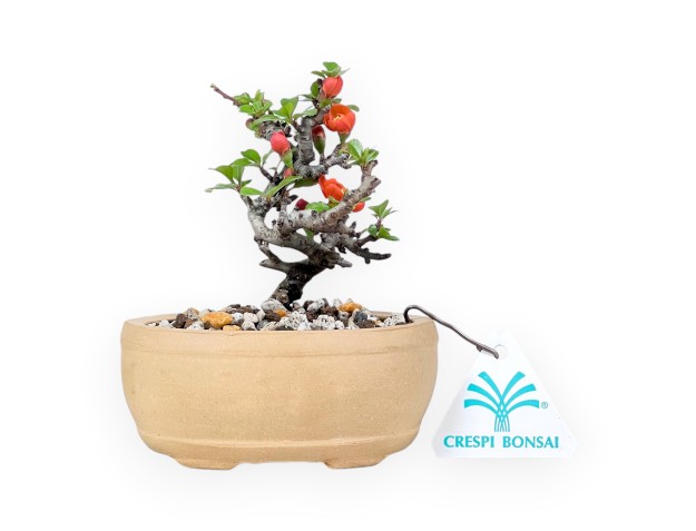 Bonsai Chaenomeles Speciosa Shohin in einem ovalen Steinguttopf