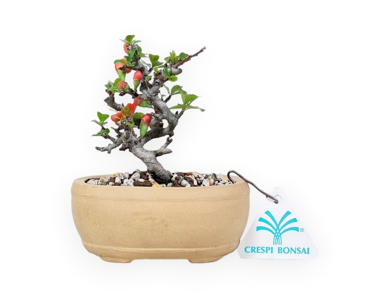 Bonsai Chaenomeles Speciosa Shohin in Vaso ovale in Grès