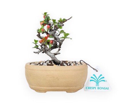 Bonsai Chaenomeles Speciosa Shohin in Vaso ovale in Grès