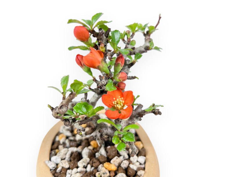 Bonsai Chaenomeles Speciosa Shohin in Vaso ovale in Grès
