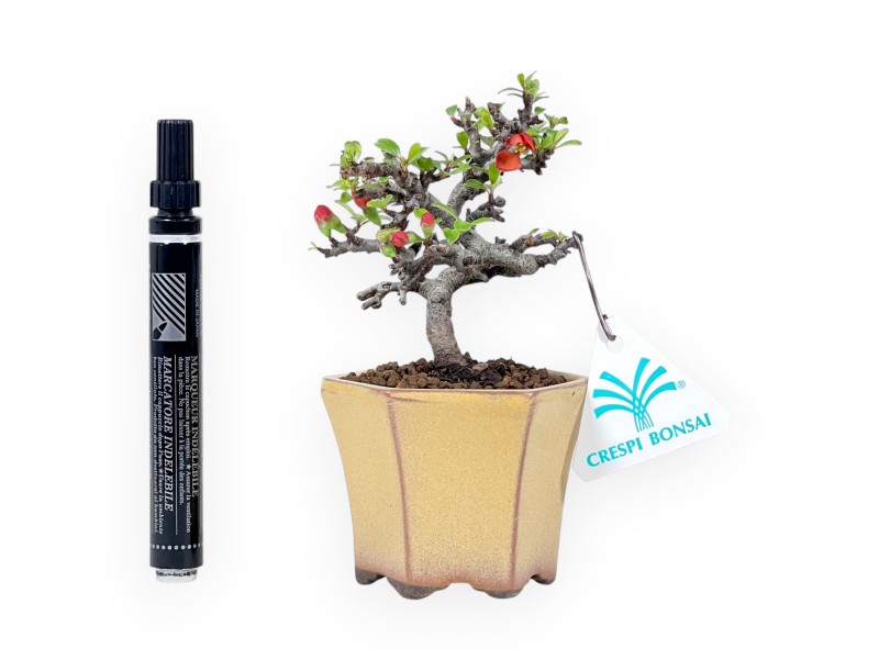 Bonsaï Chaenomeles Speciosa Shohin dans un pot hexagonal émaillé
