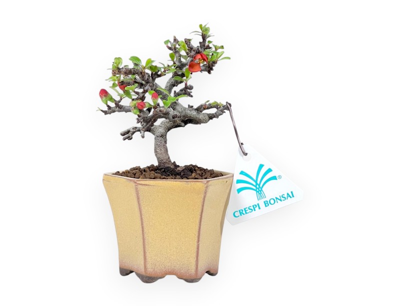 Bonsai Chaenomeles Speciosa Shohin in einem emaillierten sechseckigen Topf