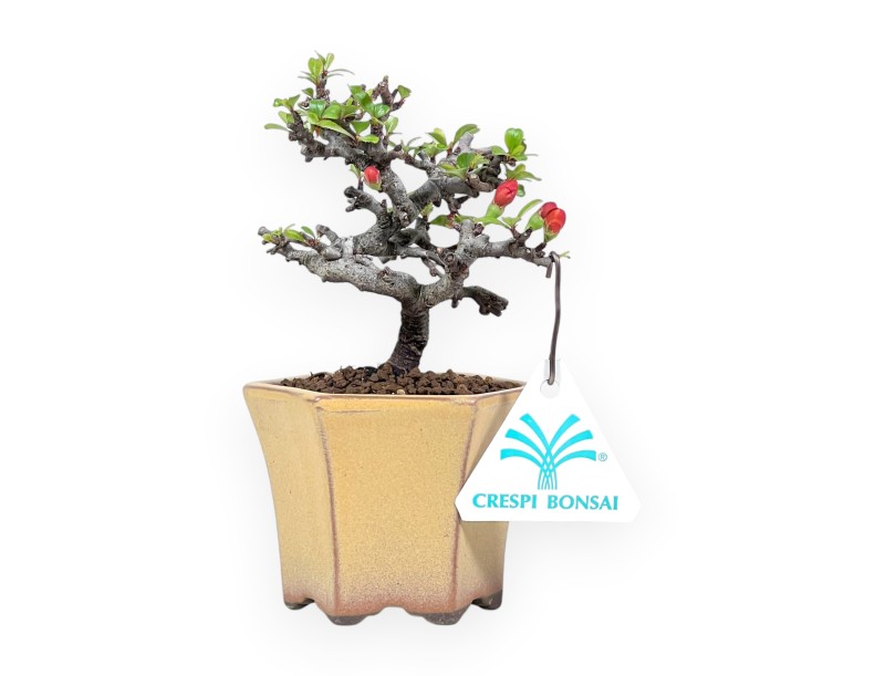 Bonsai Chaenomeles Speciosa Shohin in Vaso esagonale smaltato