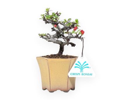 Bonsai Chaenomeles Speciosa Shohin in Vaso esagonale smaltato