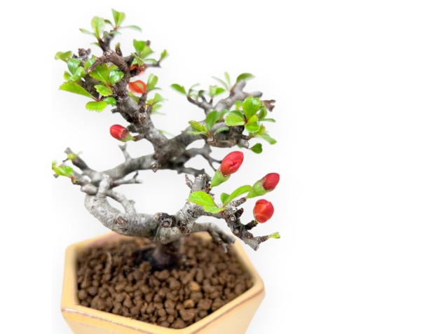 Bonsai Chaenomeles Speciosa Shohin in Vaso esagonale smaltato 2