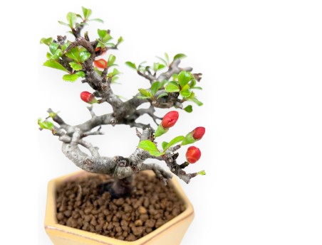 Bonsai Chaenomeles Speciosa Shohin in Vaso esagonale smaltato