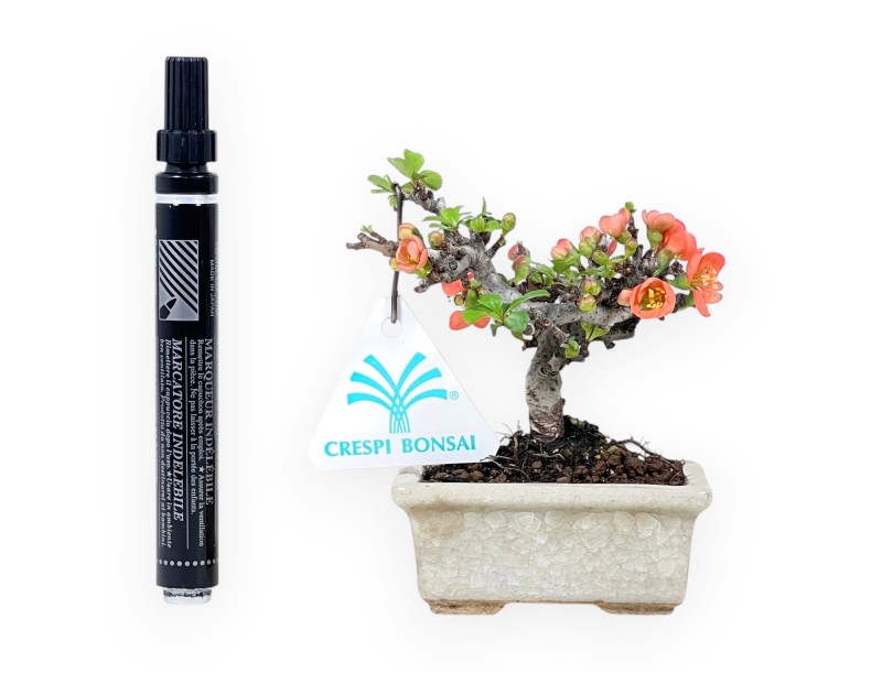 Bonsai Chaenomeles Speciosa Shohin in Vaso rettagolare smaltato