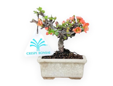 Bonsai Chaenomeles Speciosa Shohin in Vaso rettagolare smaltato