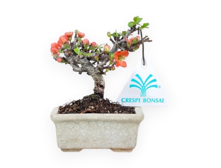 Bonsai Chaenomeles Speciosa Shohin in Vaso rettagolare smaltato