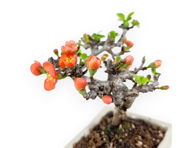 Bonsaï Chaenomeles Speciosa Shohin dans un pot rectangulaire émaillé 2