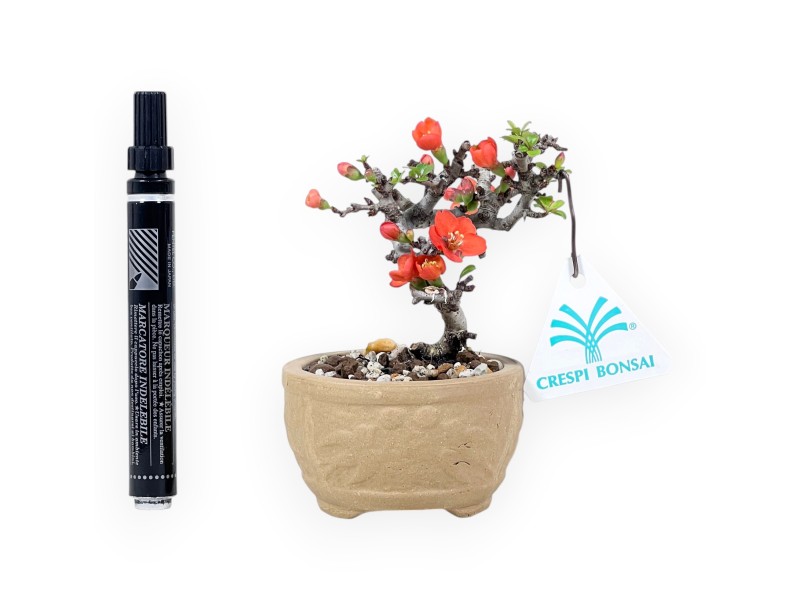 Bonsai Chaenomeles Speciosa Shohin in Vaso Tondo in Grès