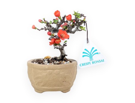Bonsái Chaenomeles Speciosa Shohin en maceta redonda de gres