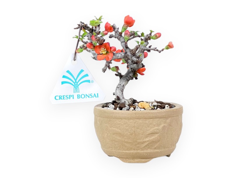 Bonsái Chaenomeles Speciosa Shohin en maceta redonda de gres