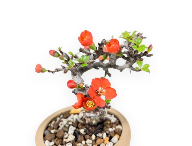 Bonsai Chaenomeles Speciosa Shohin in een ronde aardewerken pot 2