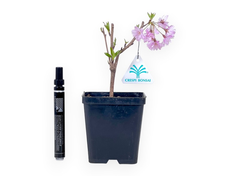 Pre-Bonsai Prunus Fukubana - Japanischer Arbeitskirschbaum